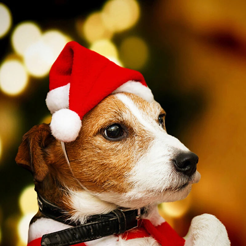 Christmas Pet Santa Hat