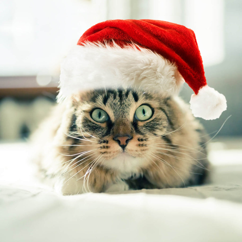 Fluffy cat wearing a santa hat